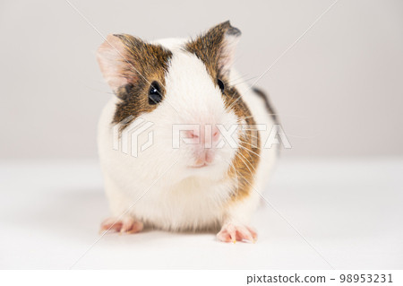 A small guinea pig aged 2 months sits on a white background 98953231