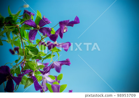 beautiful blooming clematis on a blue background 98953709
