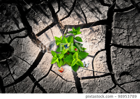 Arid ground and green Arid ground and green 98953789