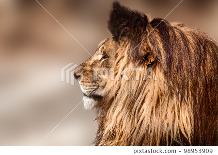 Wild lion profile, sunny with blurred background 98953909