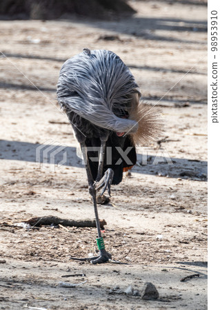 Resting grey crowned crane standing on one leg Resting grey crowned crane standing on one leg 98953910