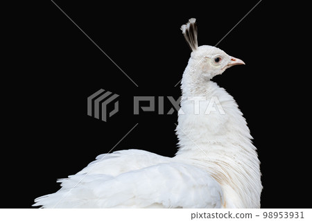 White Peafowl peahen head close-up on black 98953931