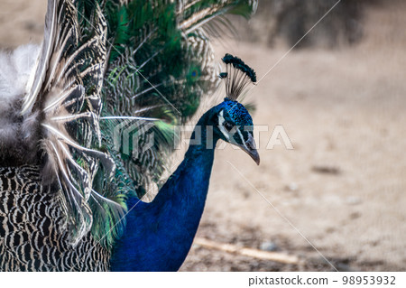 Blue peafowl with long colourful feathers close-up Blue peafowl with long colourful feathers close-up 98953932