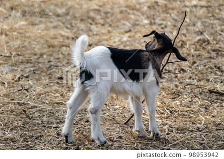 A cute baby goat kid playing with branches on farm 98953942