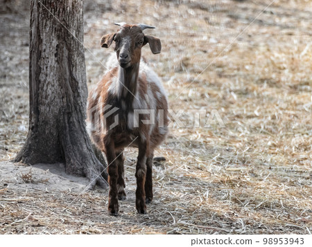 A cute dappled brown goat standing on hay on farm A cute dappled brown goat standing on hay on farm 98953943