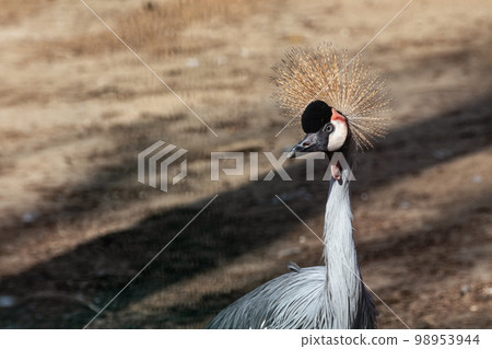 Grey crowned crane head with pretty crown close-up Grey crowned crane head with pretty crown close-up 98953944