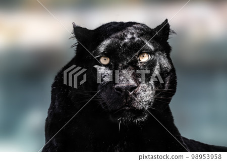 Black panther look forward on blurred background Black panther look forward on blurred background 98953958