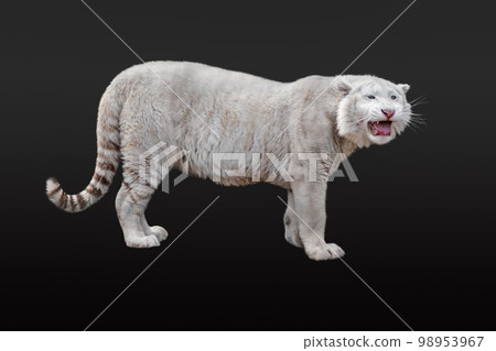 White tiger with long whiskers isolated on black White tiger with long whiskers isolated on black 98953967