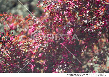 Bright spring flowers. Selective focus on apple tree branches. A view of bright pink flowers blooming in spring. A blooming branch of a pink apple tree. Bright spring flowers. High quality photo 98954667