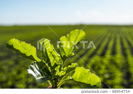 Young and fresh leaves of sugar beet root sprouts on the field. 98954734