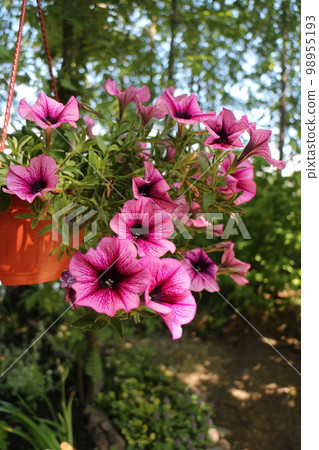 petunia surfinia  veined flower pot 98955193