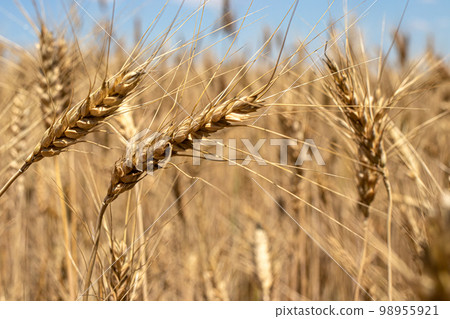 Yellow wheat field and blue sky in summer. The colors of the Ukrainian flag. Wheat and bread, spikelet Yellow wheat field and blue sky in summer. The colors of the Ukrainian flag. Wheat and bread, spikelet 98955921