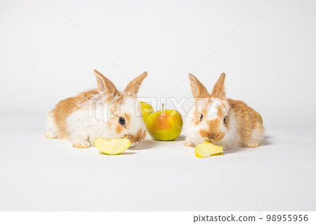 Two little red fluffy rabbits are eating yellow apples on a white background. Pet rabbit food, photo with copy space for pet shop and veterinary clinic 98955956