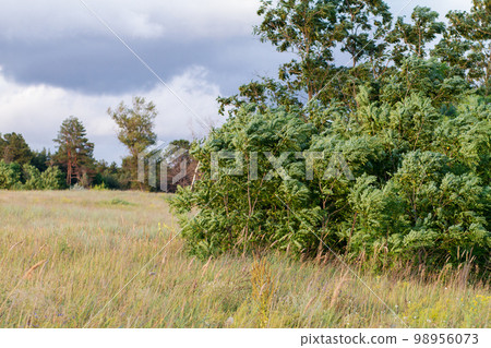 Acacia in the wind in the field and blue sky. Beautiful landscape, nature, background 98956073
