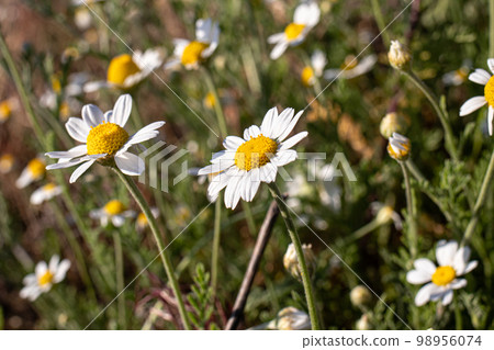 Chamomile flowers pharmacy, ragged. Medicinal herbs, chamomile field. 98956074