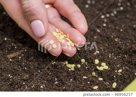 Womans hand holds seeds of bell pepper ready for sowing in container 98956257