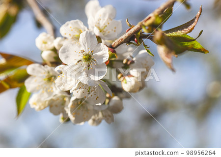 Blooming apple tree on a blurred natural background. Selective focus 98956264