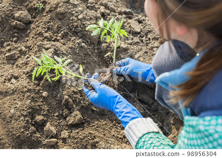 Woman planting a tomato seedling in the vegetable garden. Planting a tomato 98956304