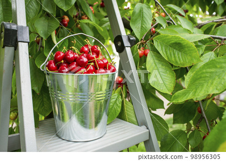 Bucket with freshly picked cherries on the top of ladder in the garden 98956305