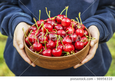 Child hands are holding fresh picked ripe cherries in a bowl. Organic fruits Child hands are holding fresh picked ripe cherries in a bowl. Organic fruits 98956310