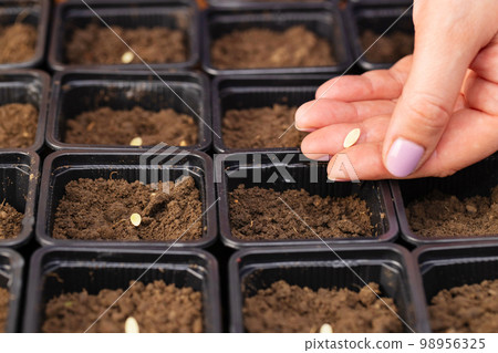 Farmers hand carefully planting vegetable seeds into pots with fertile soil Farmers hand carefully planting vegetable seeds into pots with fertile soil 98956325