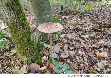 Parasol mushroom - Macrolepiota procera 98956557