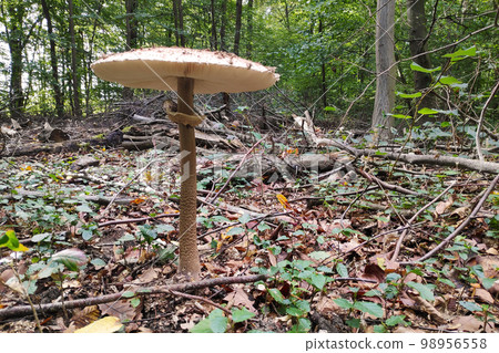 Parasol mushroom - Macrolepiota procera Parasol mushroom - Macrolepiota procera 98956558