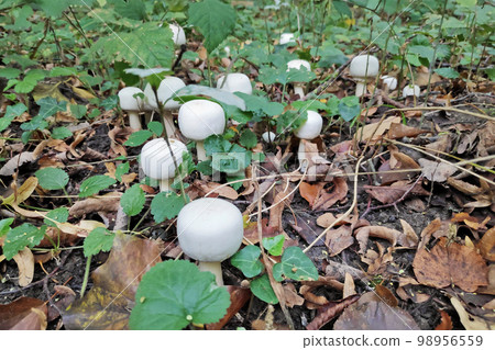 Close-up on Agaricus silvicola 98956559
