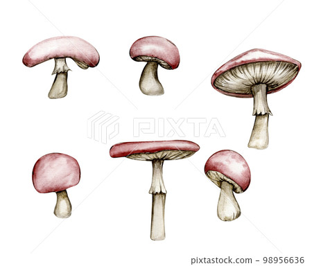 Watercolor illustration with red mushroom. Hand drawn element. Forest cute mushroom isolated on white. Cute hand painted fairy tale illustration for greeting cards, prints, post cards and souvenirs. Watercolor illustration with red mushroom. Hand drawn element. Forest cute mushroom isolated on white. Cute hand painted fairy tale illustration for greeting cards, prints, post cards and souvenirs. 98956636