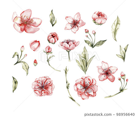 Watercolor illustration set of pink flower elements. Hand-drawn blooming flowers with watercolour on a white isolated background. Perfect for wedding invitation, greetings card, posters, party decor.  98956640