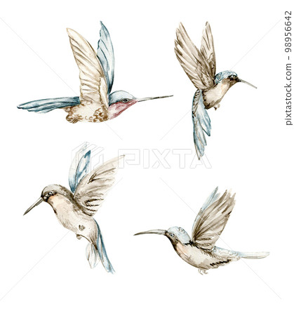 Watercolor set of hand drawn blue hummingbird. Hand-drawn with watercolour on a white isolated background. Perfect for wedding invitation, greetings card, posters, party decor. Watercolor set of hand drawn blue hummingbird. Hand-drawn with watercolour on a white isolated background. Perfect for wedding invitation, greetings card, posters, party decor. 98956642