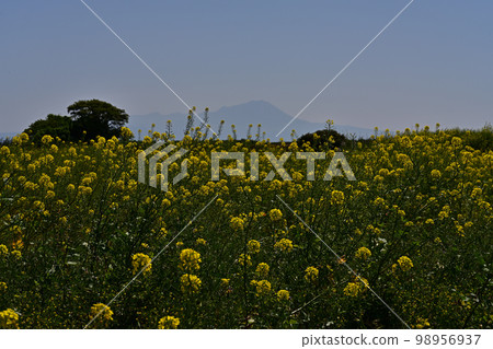 Daisen from Daikon Island Daisen from Daikon Island 98956937