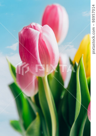 Bunch of Colorful Tulips Bunch of Colorful Tulips 98957014