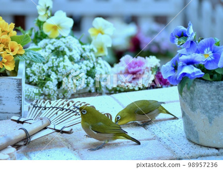 A white-eye playing in a flower bed. A white-eye playing in a flower bed. 98957236