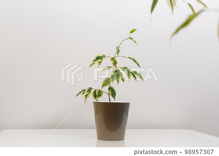 Ficus Benjamina in brown pot Ficus Benjamina in brown pot 98957307