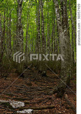 Beech forest of Mt. Beech forest of Mt. 98957409