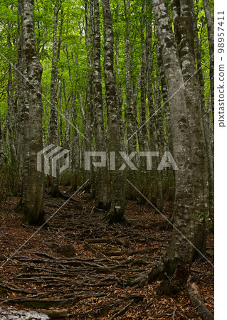 Beech forest of Mt. Beech forest of Mt. 98957411