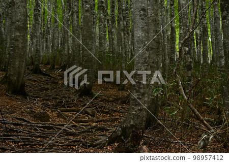 Beech forest of Mt. Beech forest of Mt. 98957412