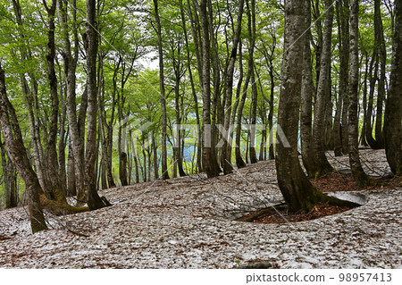 Beech forest of Mt. Beech forest of Mt. 98957413