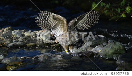 Blakiston's fish owl that failed to catch Blakiston's fish owl that failed to catch 98957786
