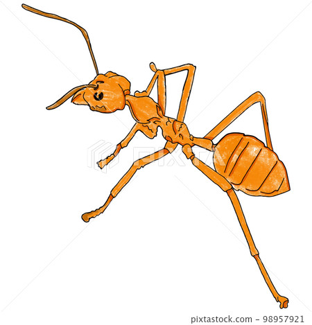 orange ant isolated on white orange ant isolated on white 98957921