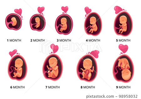 Embryo month stage growth, fetal development vector flat infographic icons. Medical illustration of foetus cycle from 1 to 9 month to birth 98958032