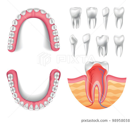 Tooth anatomy, cross section, jaw sweep anatomical chart. Medical banner or poster illustration. Realistic white tooth mockup. Vector dental symbol. Healthy white tooth Tooth anatomy, cross section, jaw sweep anatomical chart. Medical banner or poster illustration. Realistic white tooth mockup. Vector dental symbol. Healthy white tooth 98958038