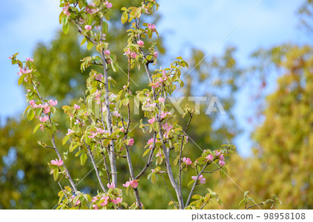 卡琳花盛開 98958108