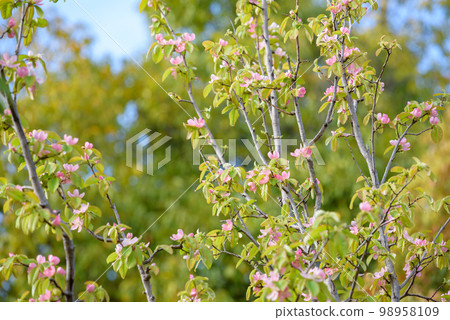 卡琳花盛開 98958109