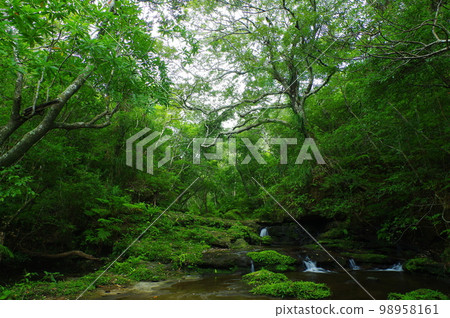 In the forest upstream of the Omija River, Iriomote Island, Okinawa Prefecture 98958161