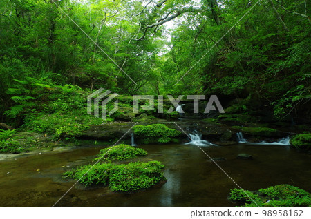 In the forest upstream of the Omija River, Iriomote Island, Okinawa Prefecture In the forest upstream of the Omija River, Iriomote Island, Okinawa Prefecture 98958162