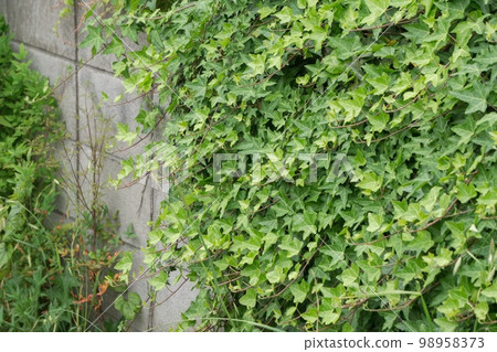 Ivy growing on the block wall 98958373