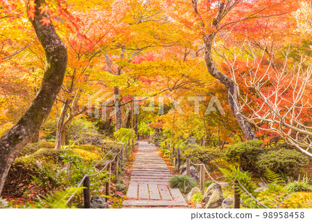 京都嵯峨野法鏡院的秋葉 京都嵯峨野法鏡院的秋葉 98958458