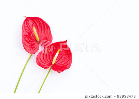 Flamingo flower or pigtail anthurium 98958478